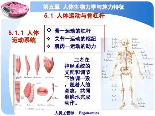骨科人体生物力学与施力特征分析_