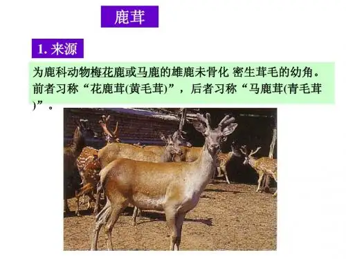 2.鹿茸