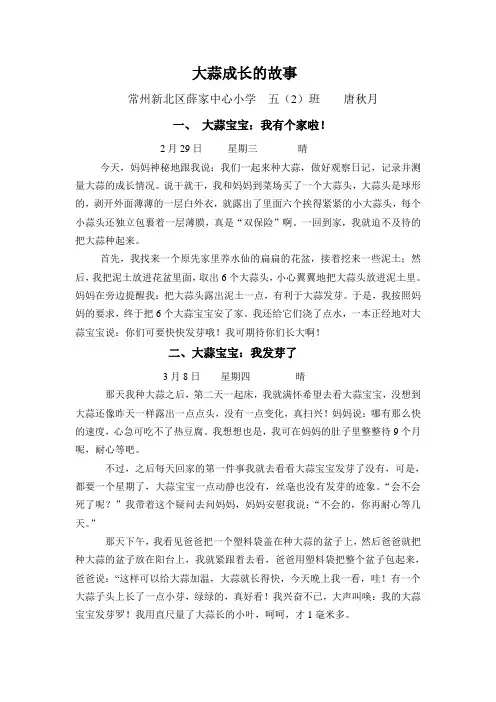 大蒜成长的故事