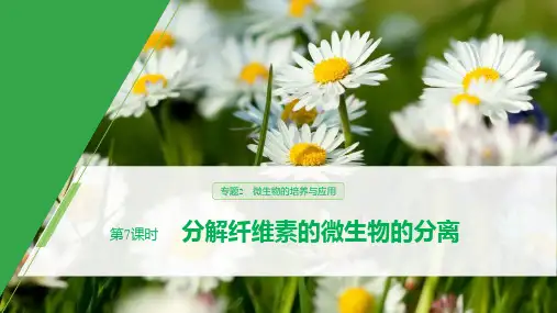 人教版 选修1 分解纤维素的微生物的分离 课件  (38张)