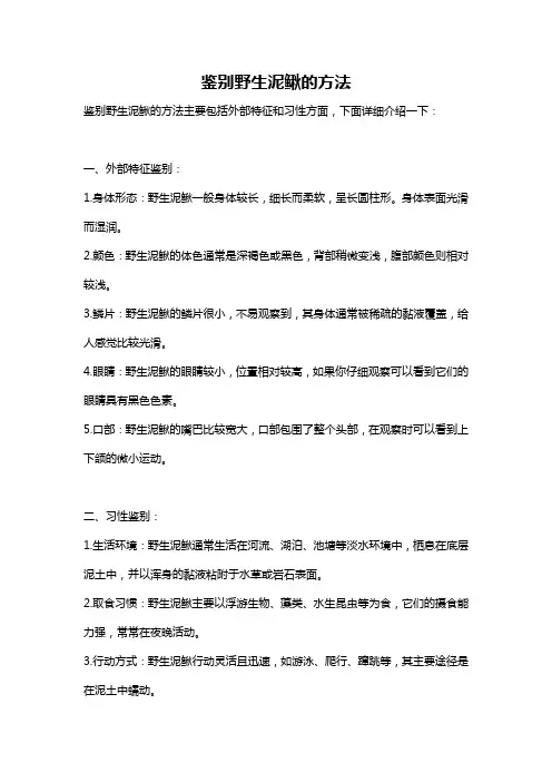 鉴别野生泥鳅的方法