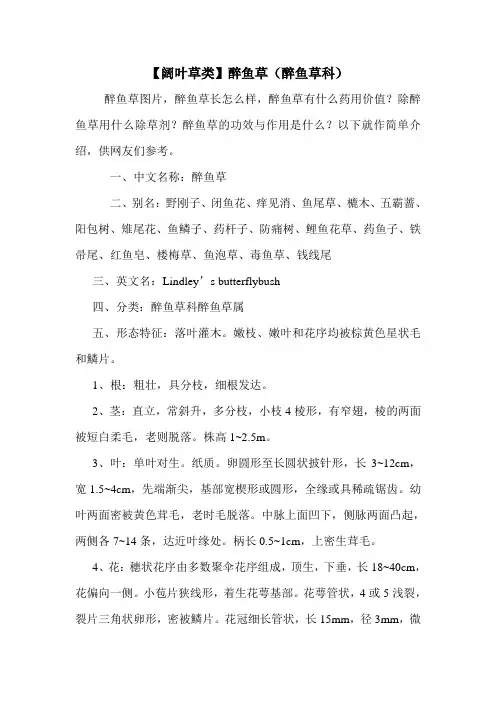 【阔叶草类】醉鱼草(醉鱼草科)