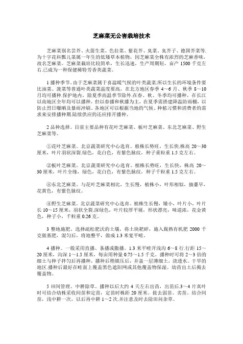 芝麻菜无公害栽培技术