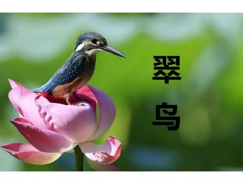 三年级下语文课件-5 翠鸟 语文S版(共26张PPT)