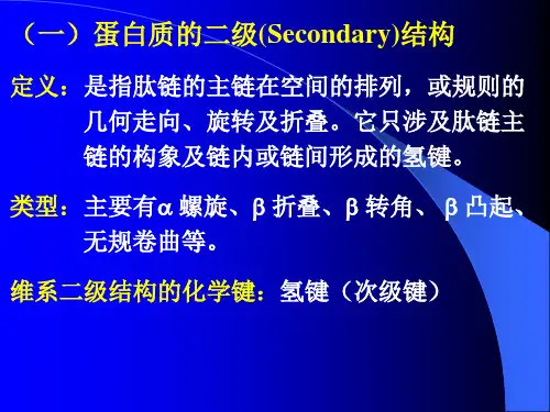3.3 蛋白质的二级结构