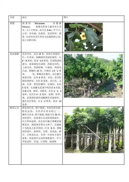 乔木、单杆棕榈科植物表