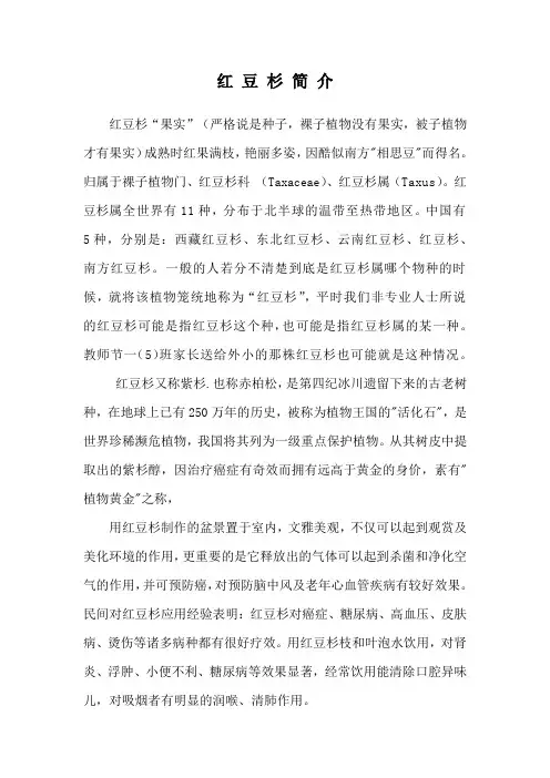 红豆杉简介
