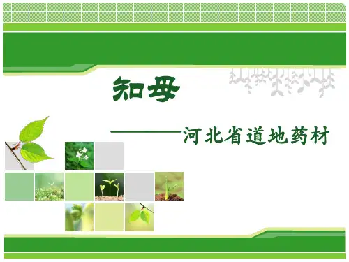 知母