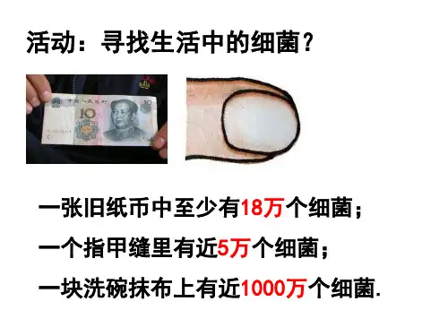 1.6细菌和真菌的繁殖第1课时(PPT课件(初中科学)28张)