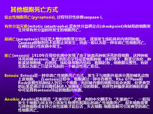病理学英文课件：Regeneration and Repair
