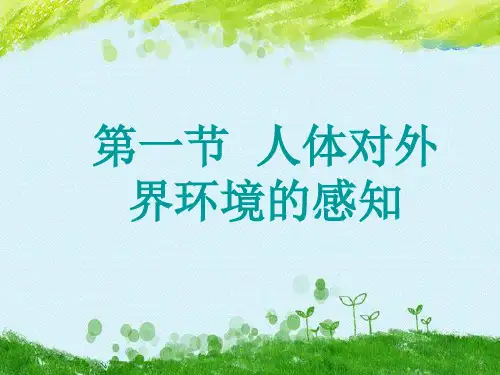 眼和视觉的形成PPT精品课件