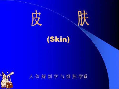 组织学与胚胎学-皮肤