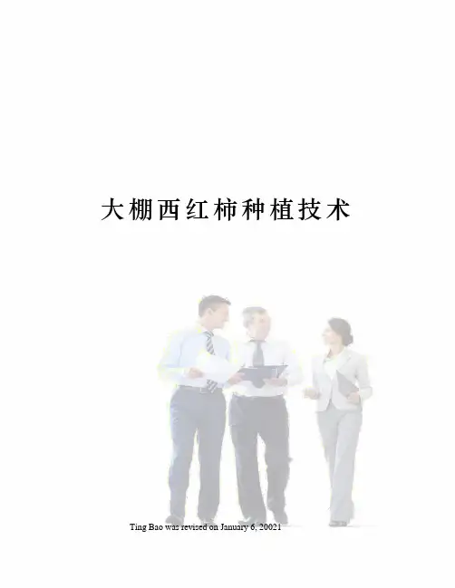 大棚西红柿种植技术