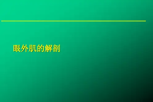 眼外肌的解剖
