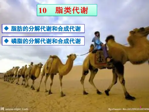 生物化学简明教程第四版10脂代谢