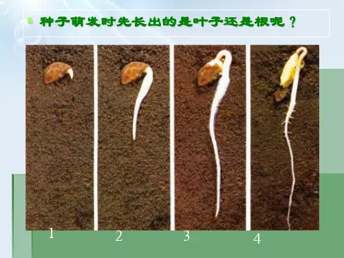 2020年三年级下册科学课件-我们先看到了根-教科版 (1)