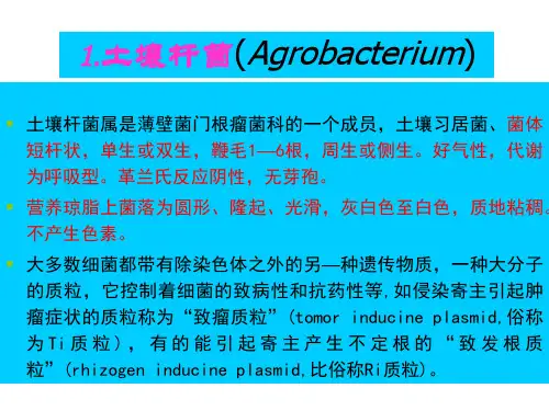 植物病原细菌概述