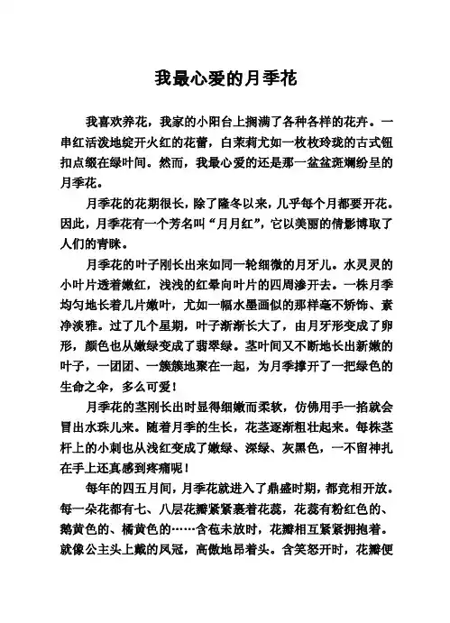 我最心爱的月季花
