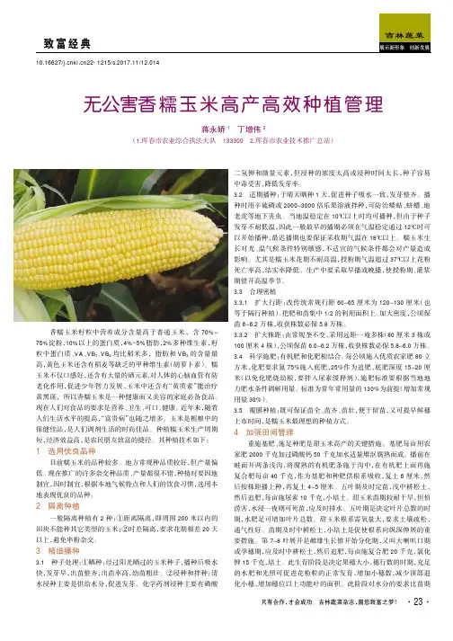 无公害香糯玉米高产高效种植管理