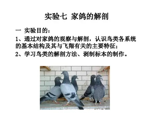 动物学实验报告实验七家鸽的解剖观察