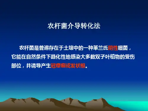 农杆菌介导法