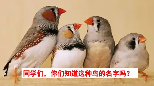 部编版五年级上册《珍珠鸟》完美课件