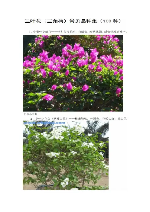 三角梅常见100种图集