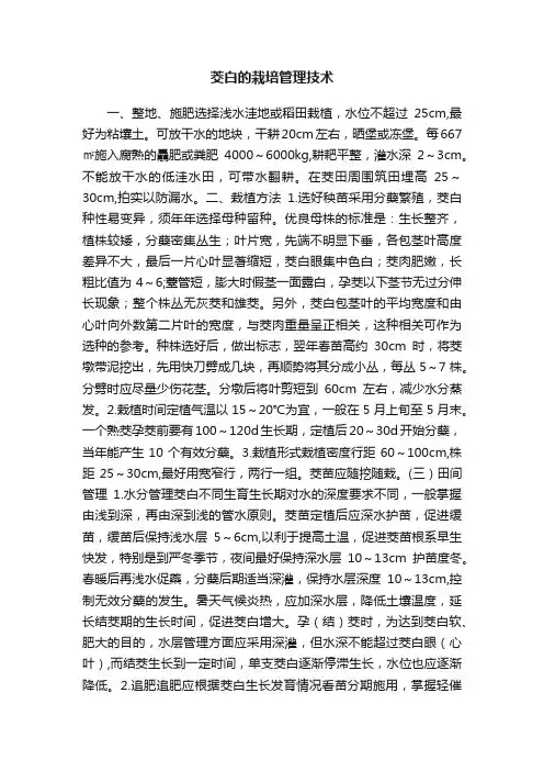 茭白的栽培管理技术