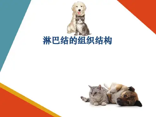 动物淋巴系统—淋巴器官(宠物解剖生理课件)
