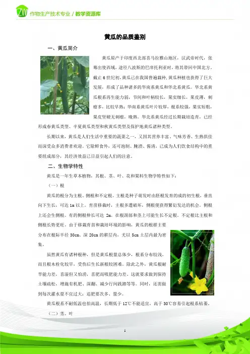 黄瓜的品质鉴别.