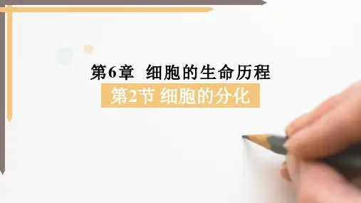 细胞的分化ppt课件
