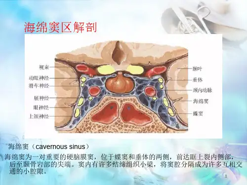 海绵窦区解剖