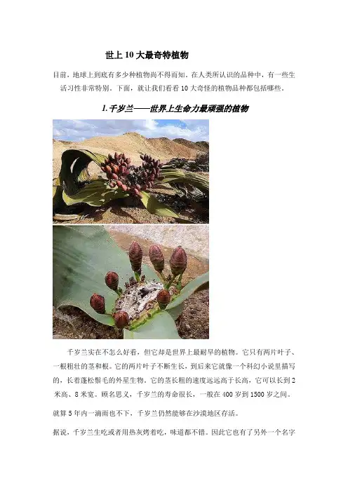 世上10大最奇特植物