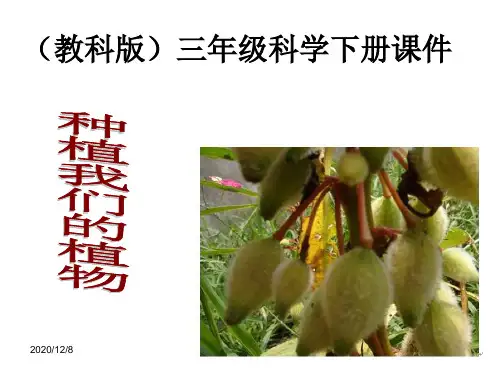 种植我们的植物 (教科版)三年级科学下册精品PPT教学课件