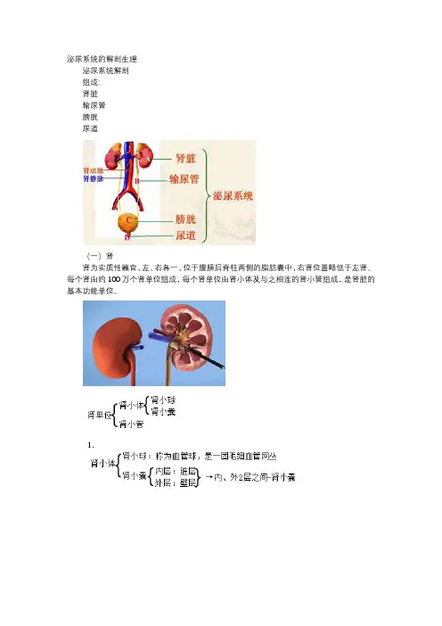 泌尿系统的解剖生理