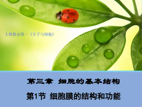 高中生物必修一-细胞膜的结构和功能