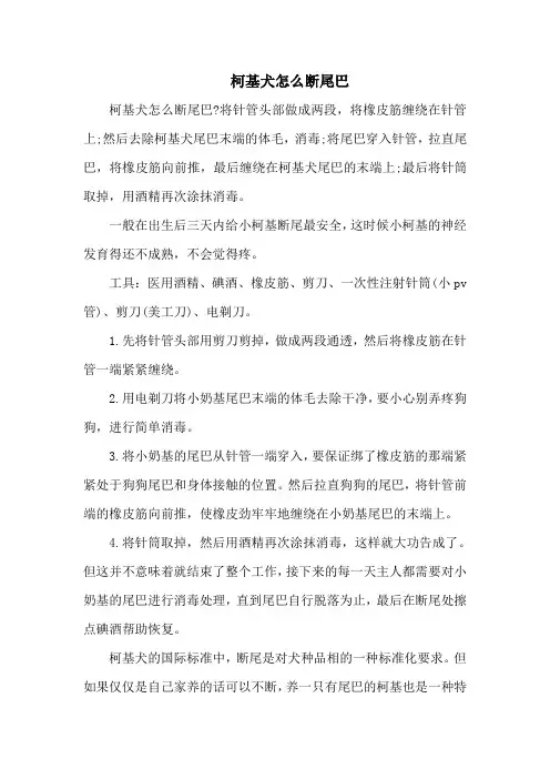 柯基犬怎么断尾巴