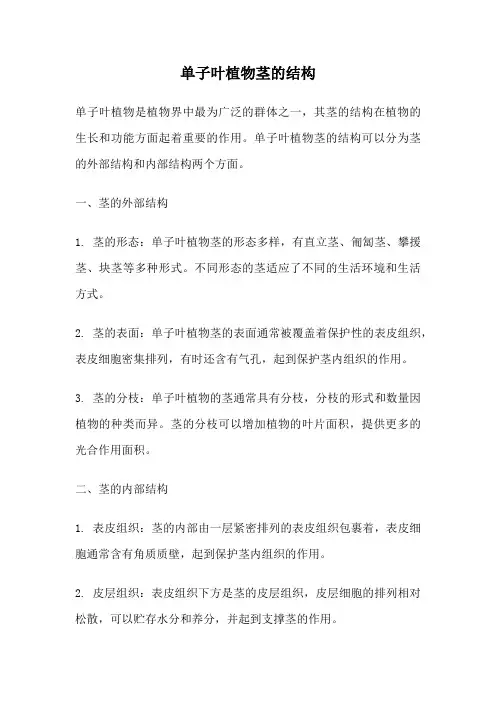 单子叶植物茎的结构