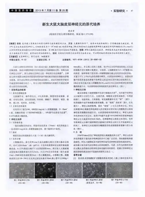 新生大鼠大脑皮层神经元的原代培养