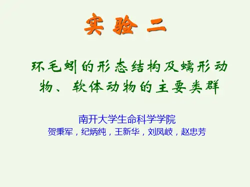 环毛蚓的形态结构及蠕形动物