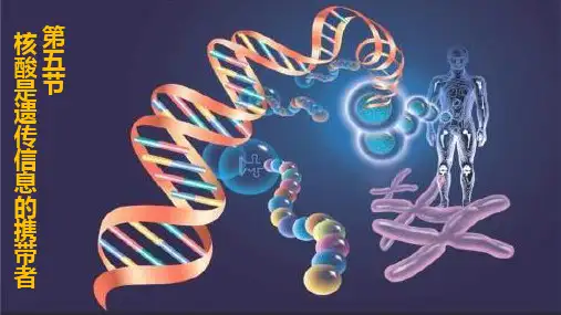 2.5 核酸是遗传信息的携带者 课件 高一上学期 人教版(2019)高中生物人教版必修一