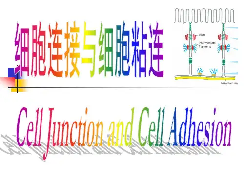 细胞连接与细胞粘连