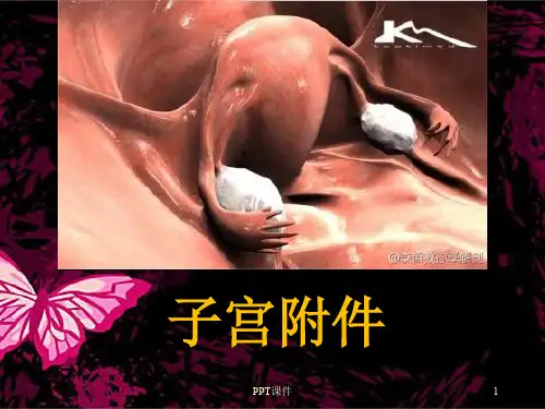 妇科超声诊断--子宫附件  ppt课件