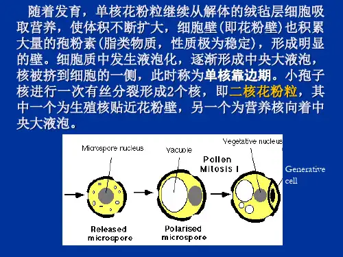4.3.64.3.3花粉粒的发育和形态结构