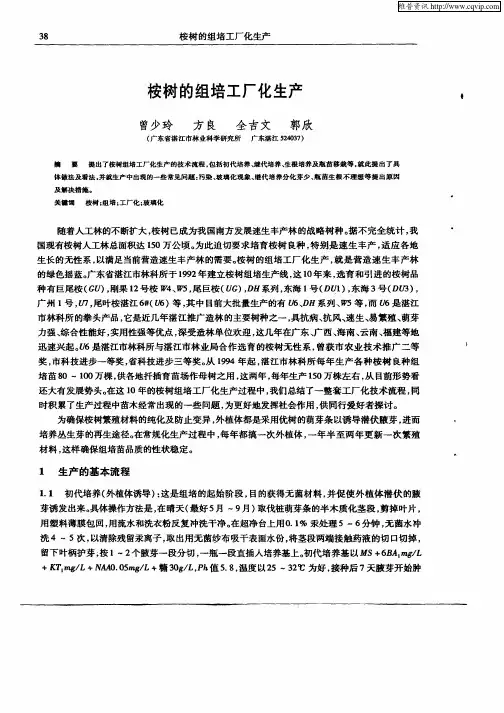 桉树的组培工厂化生产