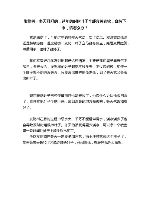 发财树一冬天好好的，过年的时候叶子全部变黄变软，耷拉下来，该怎么办？
