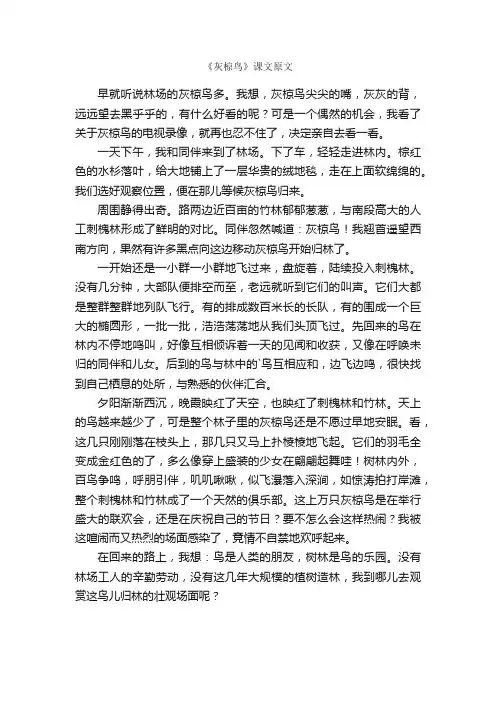《灰椋鸟》课文原文