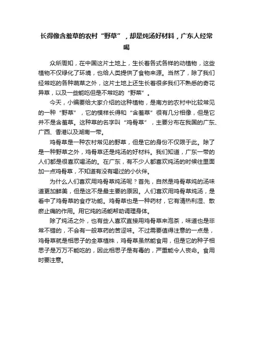 长得像含羞草的农村“野草”，却是炖汤好材料，广东人经常喝