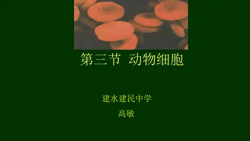 新人教版初一生物上册第二单元第一章第三节动物细胞