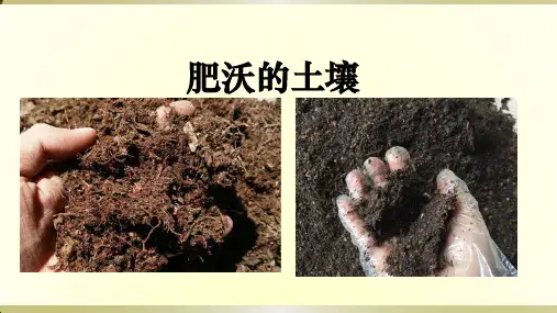 2019苏教版小学科学三年级上册《肥沃的土壤》课件.ppt